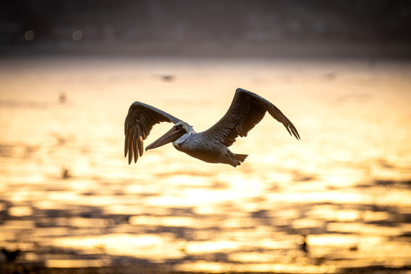 A pelican flying over the ocean at sunset with its wings outstretched