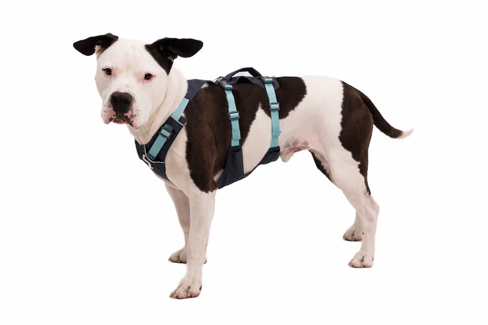 A dog wears the Flagline™ Harness
