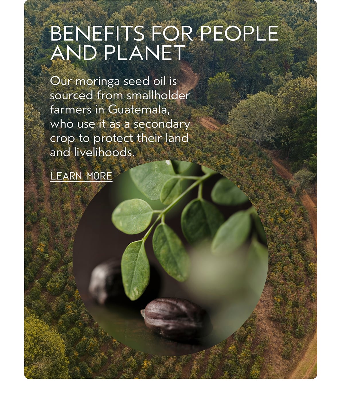 BENEFITS FOR PEOPLE AND PLANET | Our moringa seed oil is sourced from smallholder farmers in Guatemala, who use it as a secondary crop to protect their land and livelihoods. | LEARN MORE