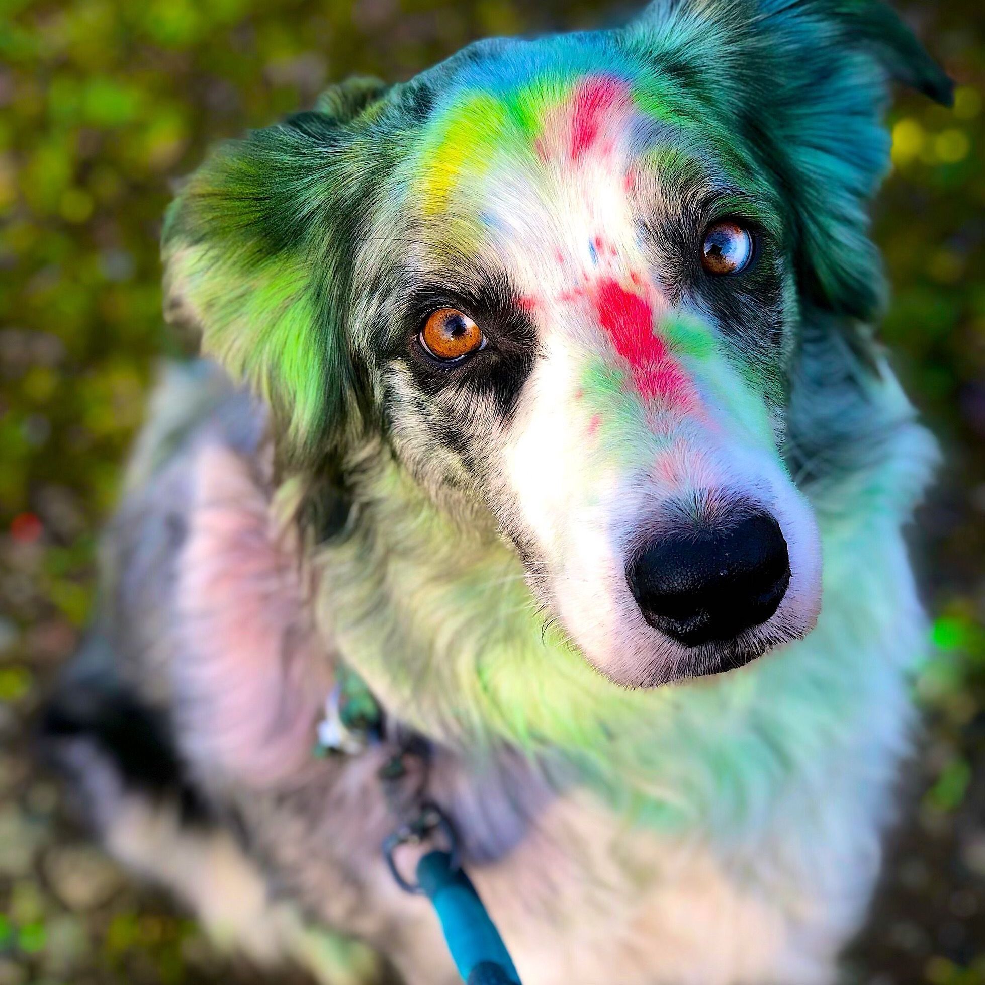 A cute border collie covered in splotches of colorful green and pink powder.