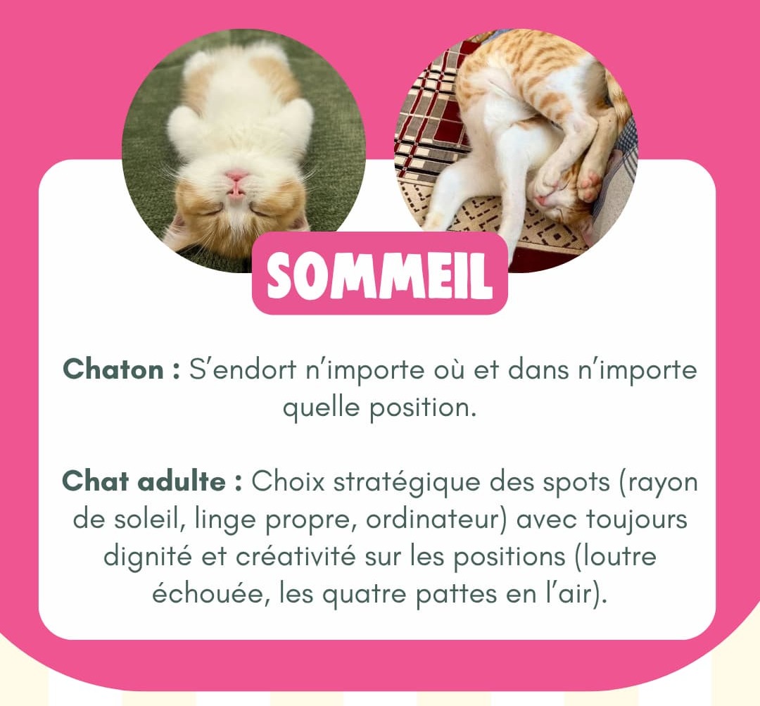 Chaton vs Chat Adulte