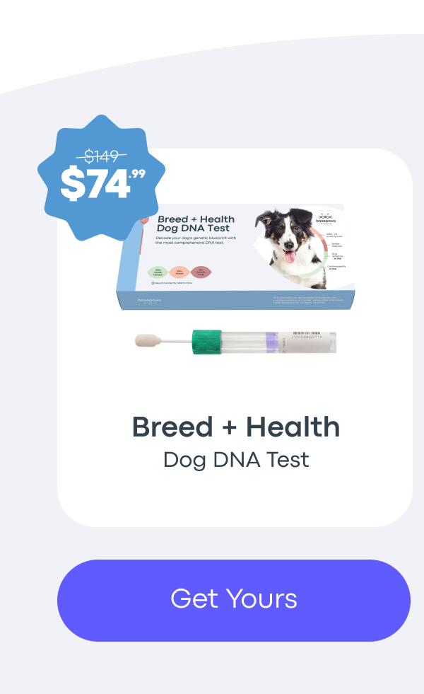 Get Yours - DOG