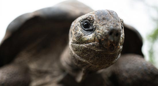 Tortoise