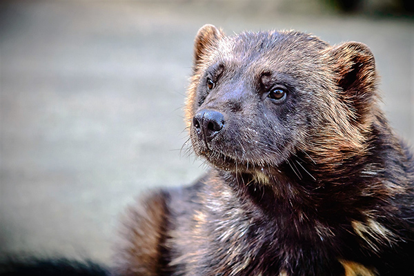 Wolverine Headshot © Pixabay