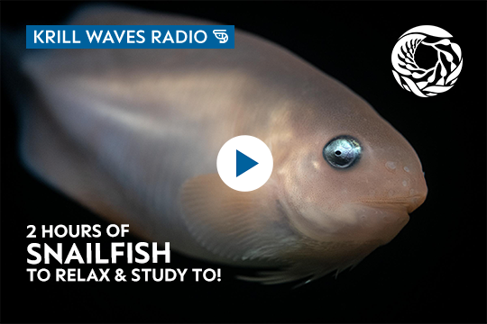 A pale snailfish with silver eyes swims in dark water. A white kelp swirl logo is in the top right corner, a transparent play button is over the snailfish, and text on image reads Krill Waves Radio and 2 hours of snailfish to relax & study to!