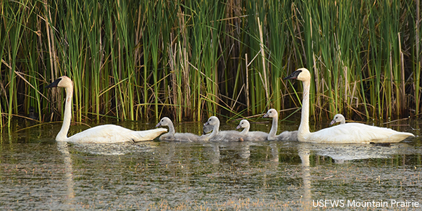 Trumpeter swans
