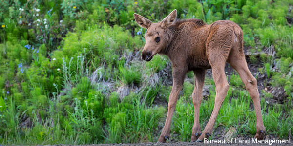 Moose