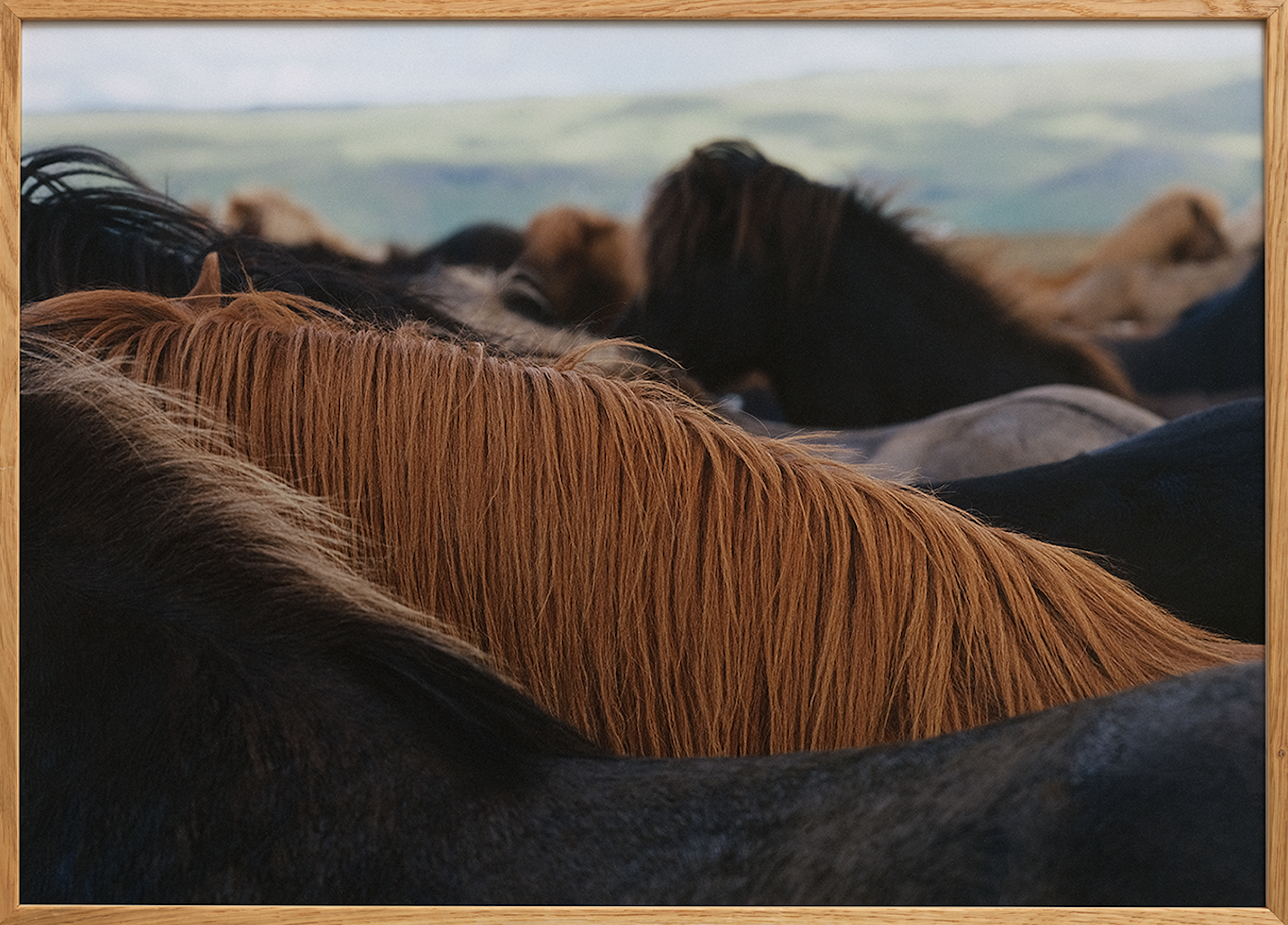 The Herd 01