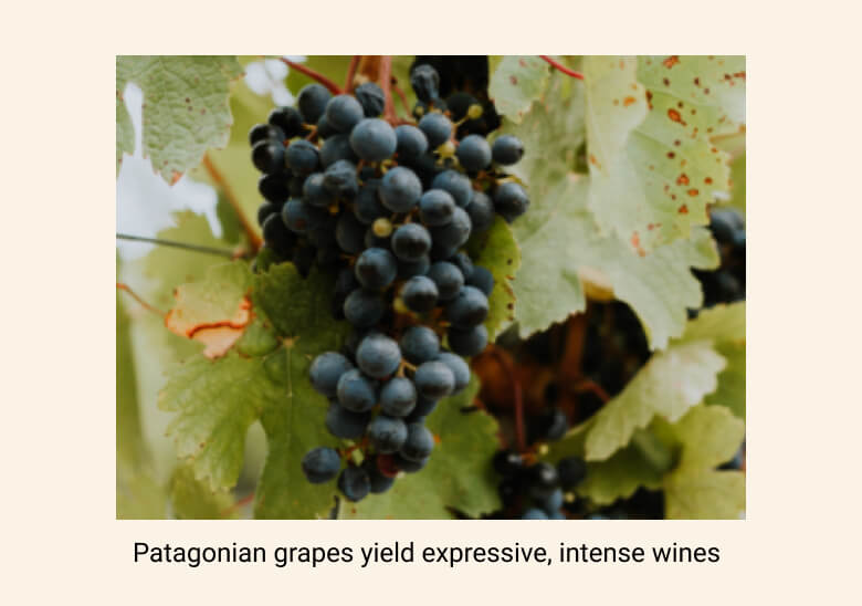 The Schroeder family&rsquo;s grapes