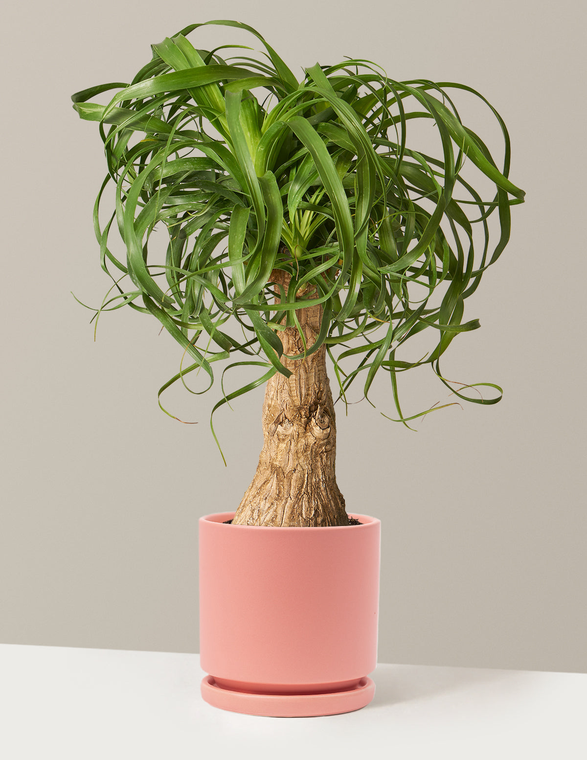 Image of Ponytail Palm
