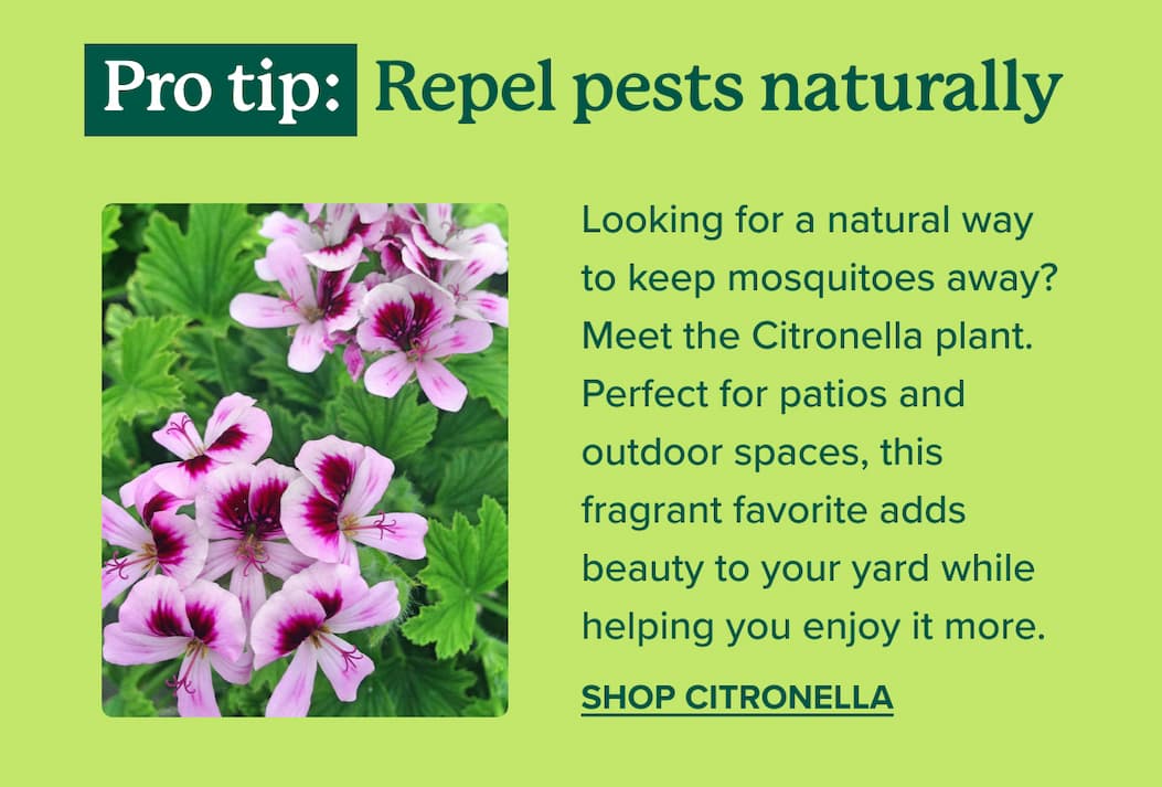 Repel pests naturally. Looking for a natural way to keep mosquitoes away? Meet the Citronella plant. Perfect for patios and outdoor spaces, this fragrant favorite adds beauty to your yard while helping you enjoy it more. SHOP CITRONELLA>>
