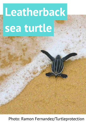 Leatherback sea turtles. Photo: Ramon Fernandez/Turtleprotection.