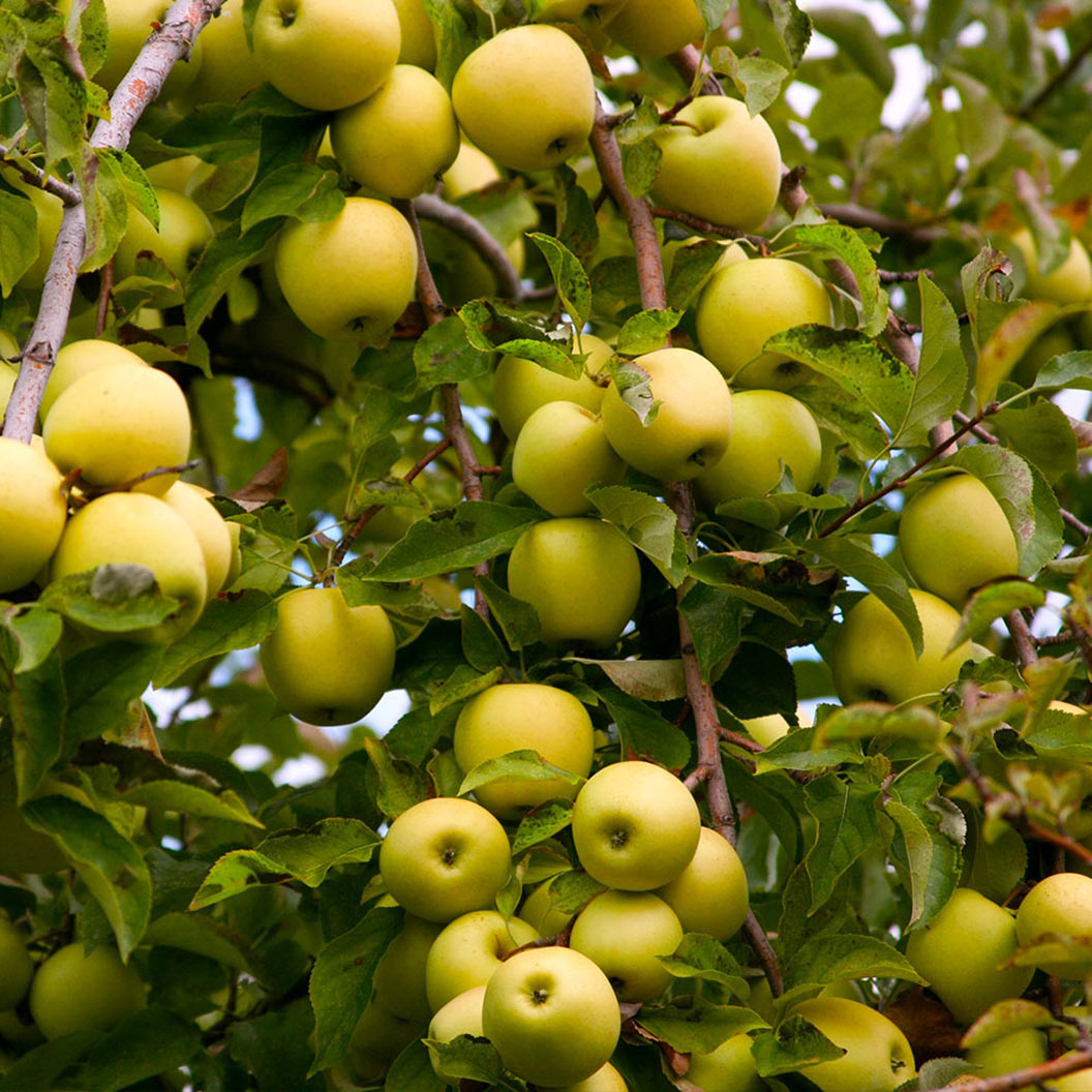 Image of Golden Delicious Apple Tree