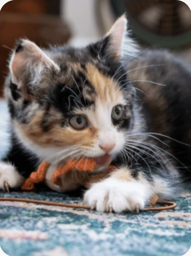A calico kitten up close playing with a wand toy on the floor.