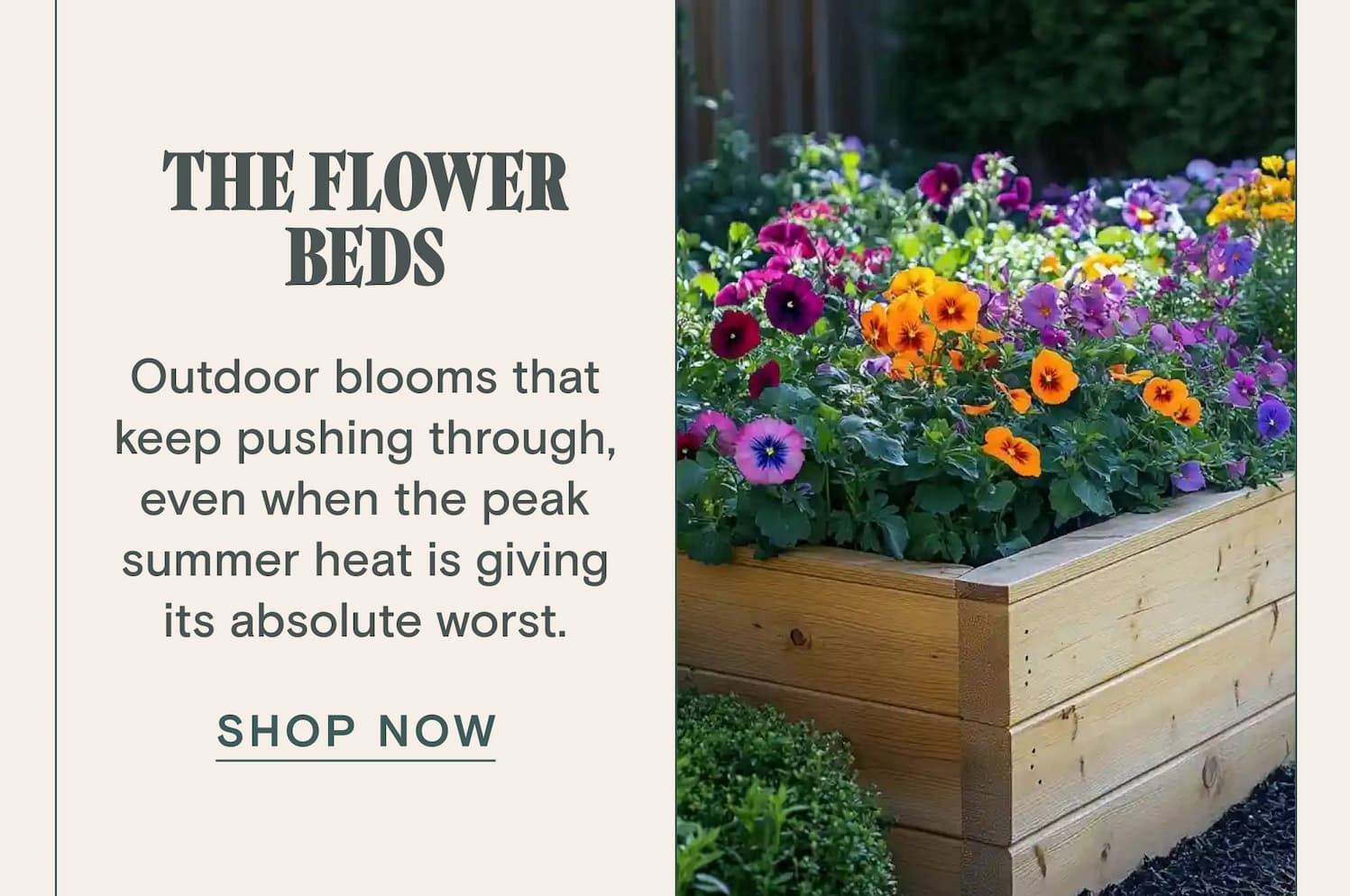 THE FLOWER BEDS  Outdoor blooms that keep pushing through, even when the peak summer heat is giving its absolute worst.