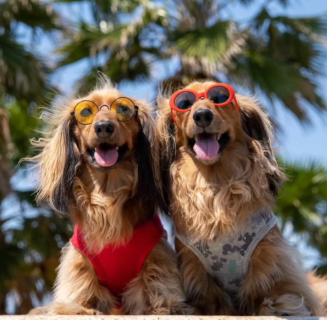 A dog beating the summer heat
