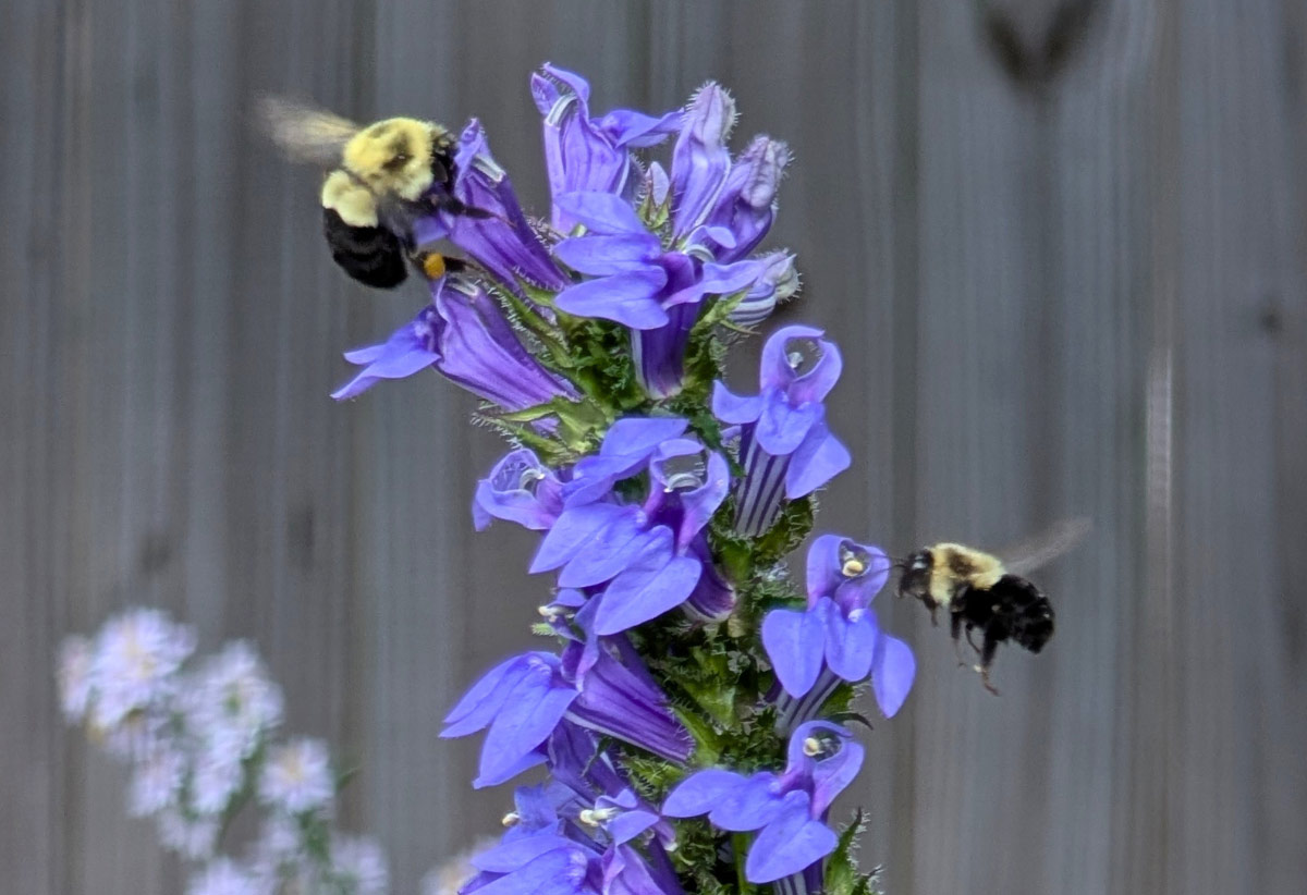 Bumblebees on Great Blue Lobelia