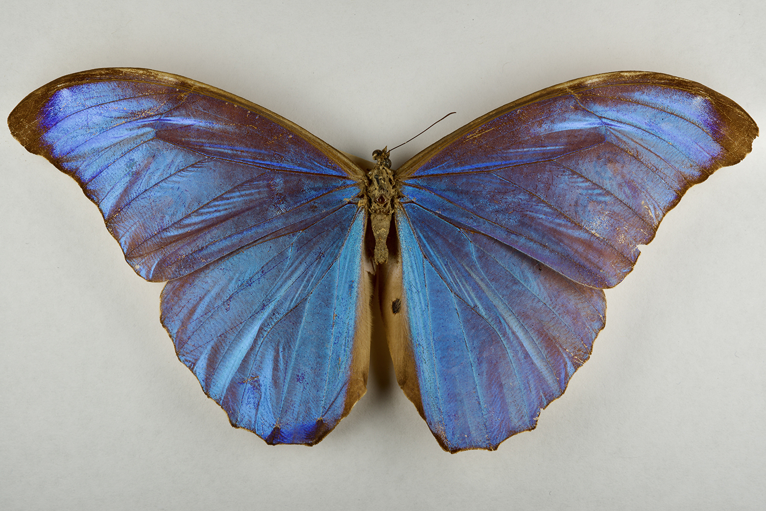 A blue butterfly with its wings spread on a board.