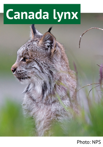 Canada lynx. Photo: NPS.