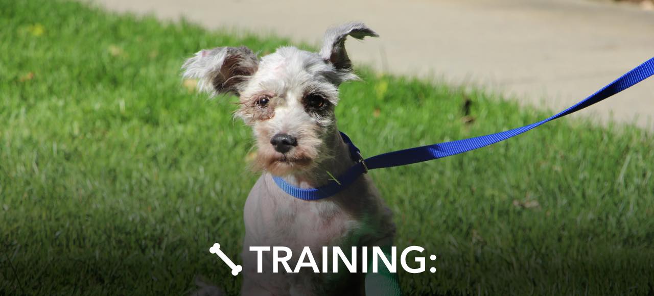 TRAINING: