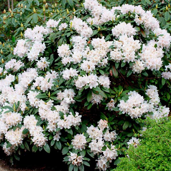 Image of White Rhododendron