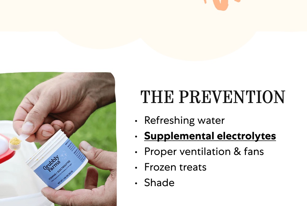 THE SIGNS Panting & rapid breathing Pale comb & wattles Diarrhea Decreased eating & drinking Droopiness & lethargy See the Full List THE PREVENTION Refreshing water Supplemental electrolytes Proper ventilation & fans Frozen treats Shade Read More on Prevention THE TREATMENT Emergency cooling area (indoors) Cool bath Electrolytes Protein-rich treats & energy-supporting fruit Get the Full Breakdown Stay One Step Ahead with Vitamins + Electrolytes Eggstra support for heat stress and seasonal changes Shop Now
