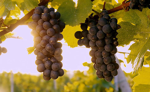 Karine Explores: Bordeaux