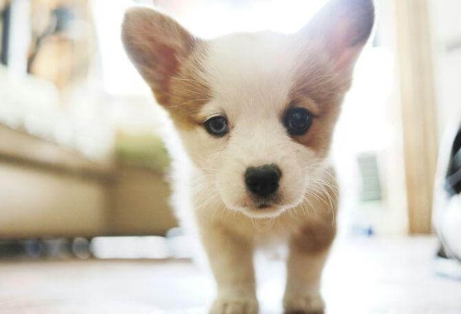 Puppy looking at camera