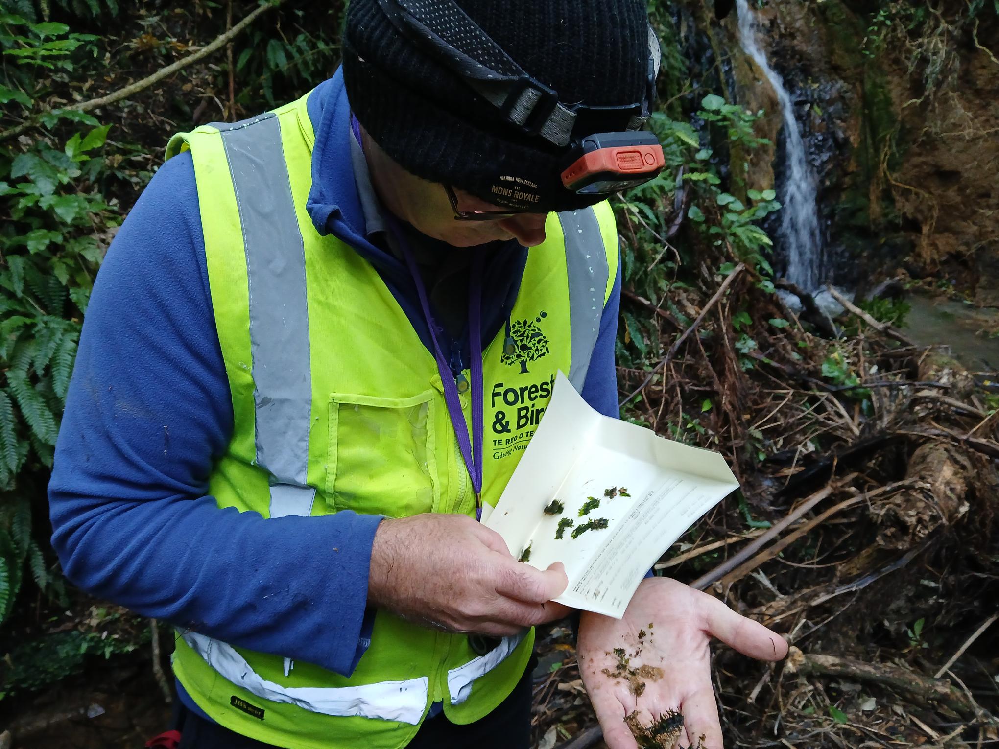A man in a high-vis vest and a beanie with a torch is looking at small plant leaves on an unfolded piece of paper.