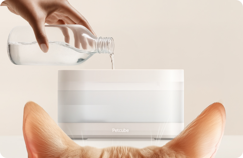 Summer Pet Care Checklist