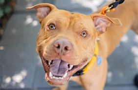 ASPCA Poison Control Safety Tips