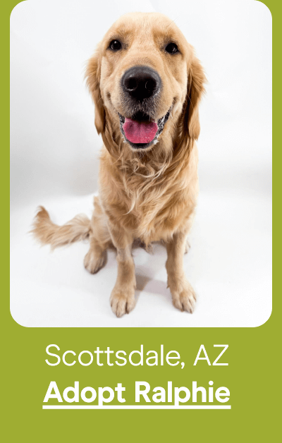 Adopt Ralphie