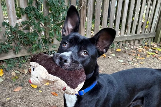 A black dog holding their hedgehog toy