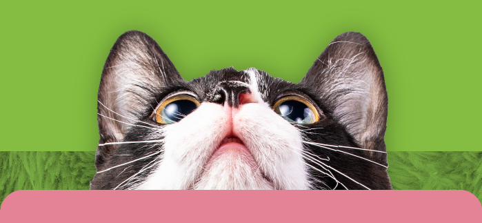 Cat looking up