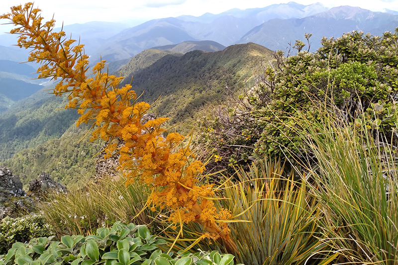 A long orange flowering stalk on a plant on the side of a mountain.