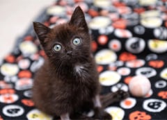 A black kitten sits on a colorful blanket