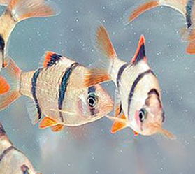 Close-up image of two silver fish with dark blue stripes and orange fins swimming in a body of water