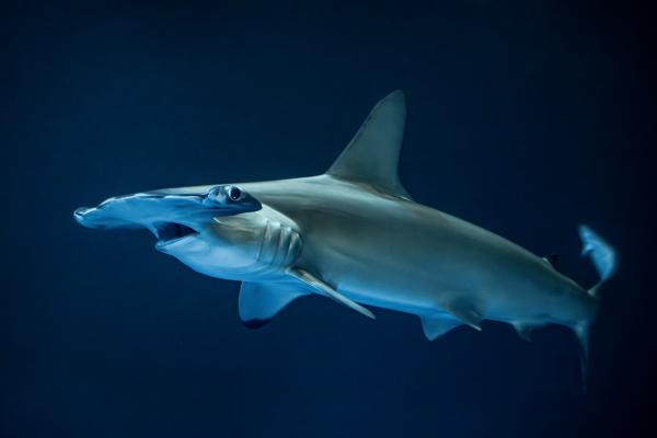 A scalloped hammerhead shark swimming from right to left in the Open Sea exhibit