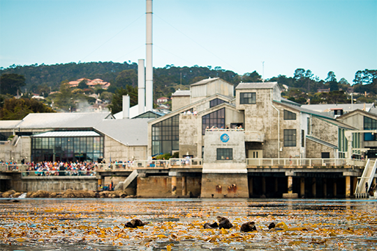 Three southern sea otters floating in a sea of golden kelp with the Aquarium in the background as visitors watch from the back deck
