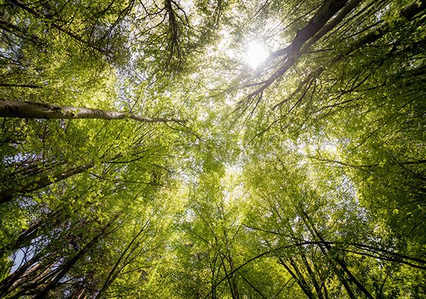 Sunlight filters through a dense green forest canopy, viewed upward from the forest floor, with tall tree trunks and leafy branches surrounding the bright sky.