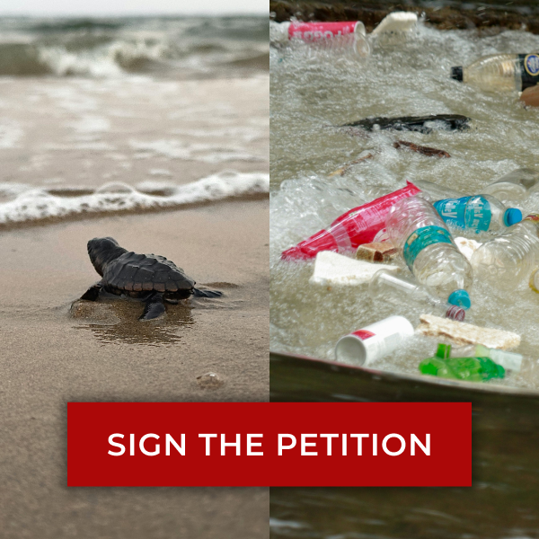 Baby turtle walking to the ocean alongside an image of washed up plastic bottles.