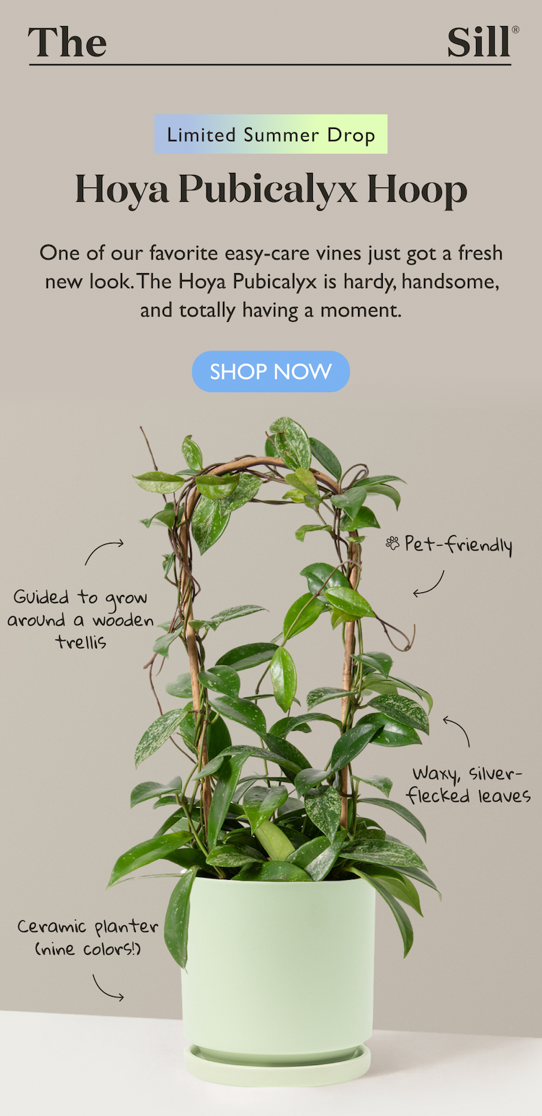 One of our favorite easy-care vines just got a fresh new look. The Hoya Pubicalyx is hardy, handsome, and totally having a moment.