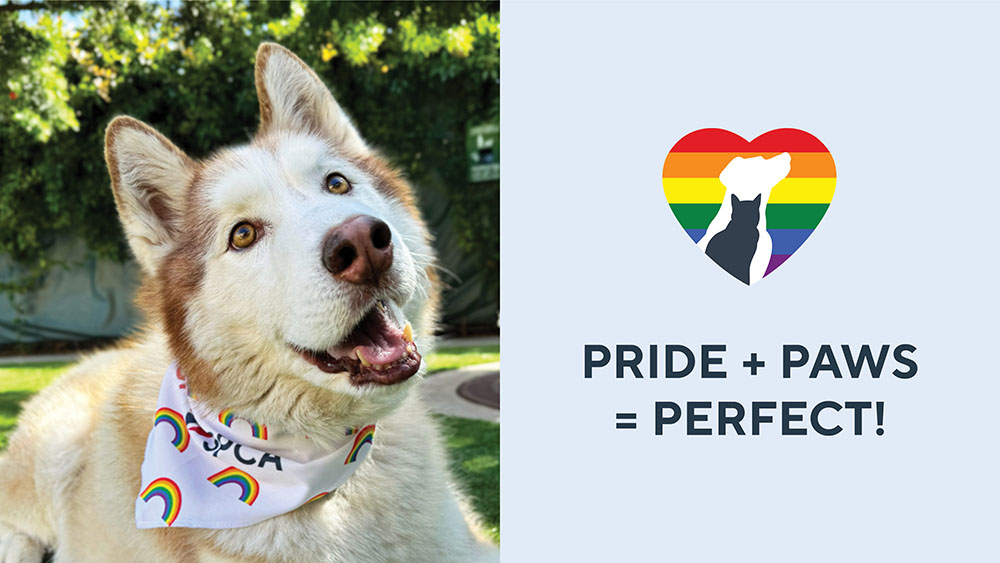 Pride + Paws = Perfect