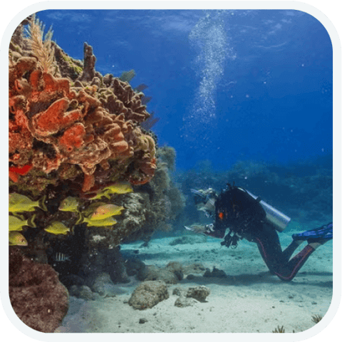 Person scuba-diving near coral reef. 