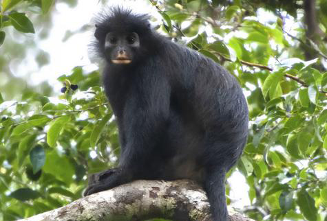 Colobus congoensis