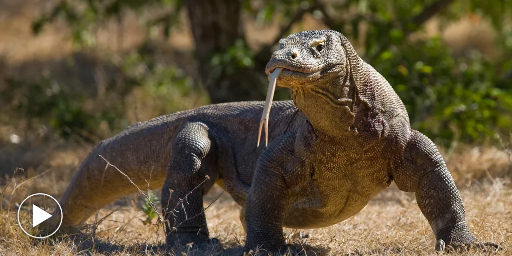 Komodo Dragon Turning Tongue Indonesia