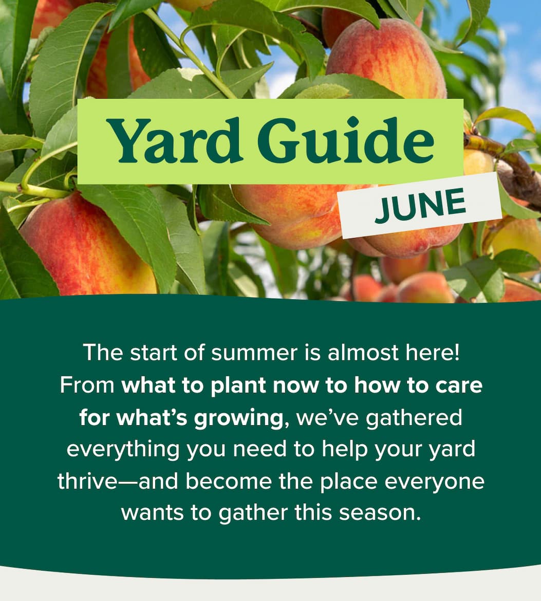 Yard Guide: June! The start of summer is almost here! From what to plant now to how to care for what’s growing, we’ve gathered everything you need to help your yard thrive—and become the place everyone wants to gather this season.