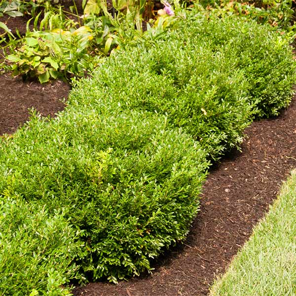 Image of Soft Touch Holly Shrub