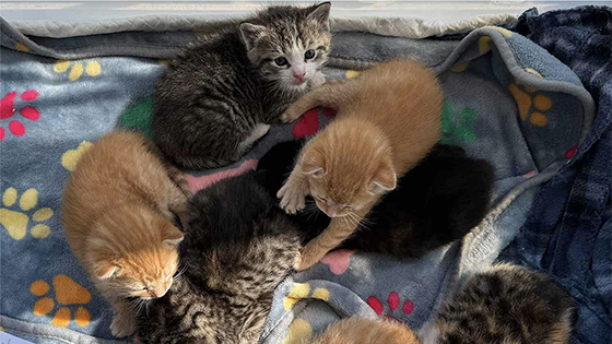 A pile of kittens.