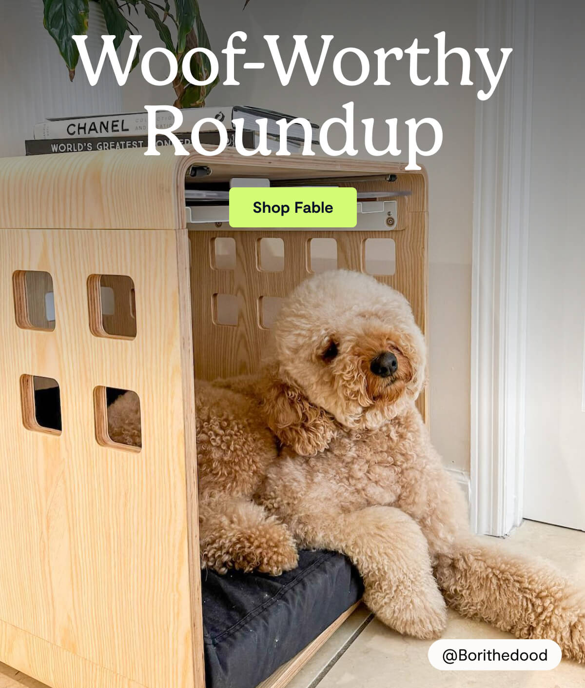Woof-Worthy Roundup